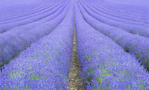 Lavender Fields Photograph by Adrian Campfield - Pixels