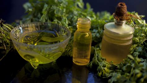 Los Beneficios Del Té De Cilantro Y Las Mejores Horas Para Tomarlo