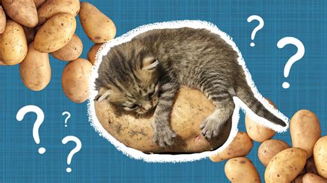 Can Cats Eat Potatoes Safely? And How Much Is Too Much? - DodoWell ...