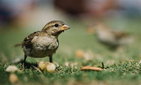 How to Keep Birds from Eating Grass Seed Without Losing Your Mind