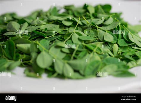 Malunggay Leaves High Resolution Stock Photography and Images - Alamy