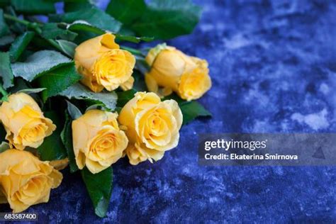 1,595 Blue And Yellow Roses Stock Photos, High-Res Pictures, and Images ...