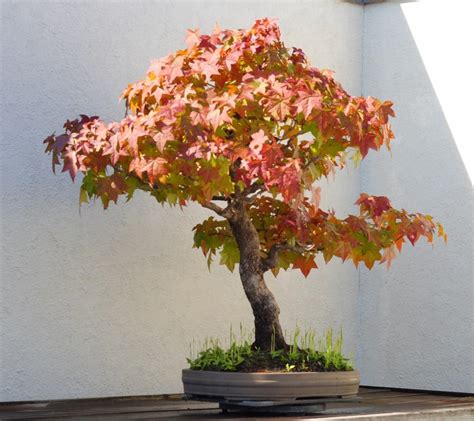 Liquidambar Bonsai Tree Care Guide (Liquidambar Styraciflua) - Bonsai ...