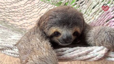 Sloth In A Hammock Youtube