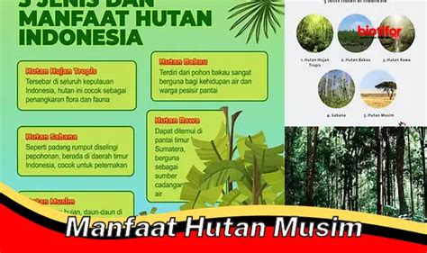 Temukan Manfaat Hutan Musim Yang Jarang Diketahui Biotifor