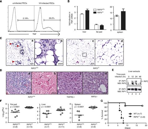 Phosphorylation Driven Assembly Of The RIP1 RIP3 Complex Regulates