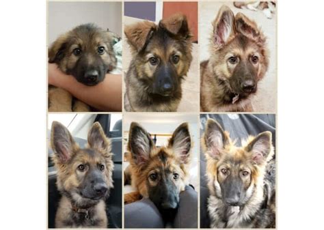 German Shepherd Puppy Ears. How to Fix GSD Floppy Ears