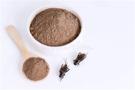 Cricket Powder Insect for Eating As Food Items Made of Cooked Insect ...