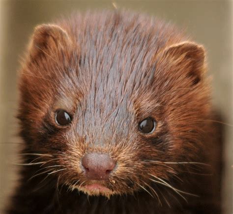 Invasive Non Native Species Uk American Mink Inside Ecology