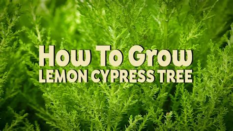 How To Grow Lemon Cypress Tree