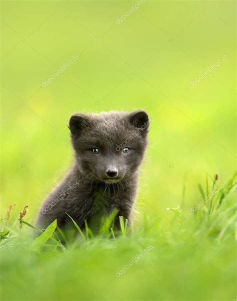 Primer Plano De Un Cachorro De Zorro Rtico Morfo Azul