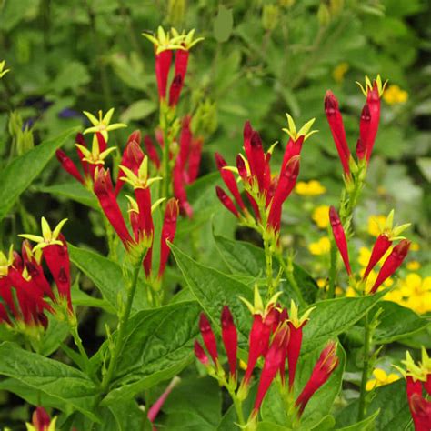 Buy Indian Pink Spigelia Marilandica Plants Growing Wild Nursery