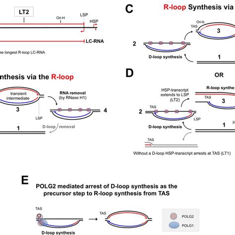 R Loop And D Loop Formation A R Loops Can Derive From A Part Of A