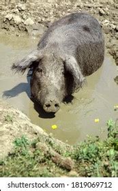 562 Pig mud bath Images, Stock Photos & Vectors | Shutterstock