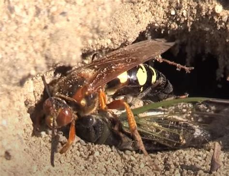 5 Fun Facts About Cicada Killer Wasps In Michigan