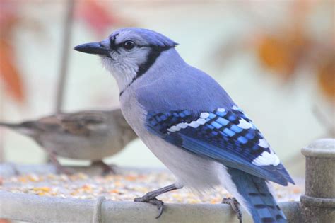 Digital Photography - Blue Jay