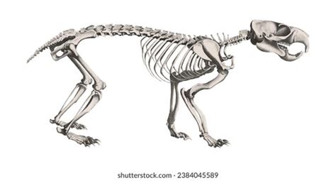 Animal Anatomy Monkey Skeleton Scientific Illustration Stock ...