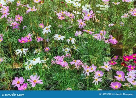 Colorido De Flores Do Cosmos Do Enxofre Em Uma Cremalheira Imagem De