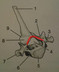 Comparative Anatomy Lecture Exam Quizlet