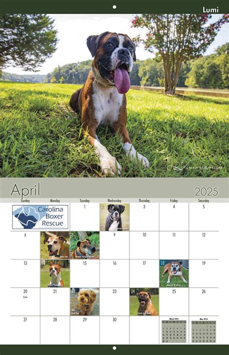 Carolina Boxer Rescue 2025 Calendar Yearbox Calendars