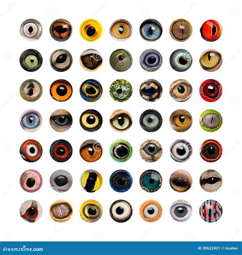 Different Types Of Animal Eyes