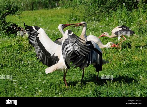 Two White Storks Ciconia Ciconia Fighting Alsace Haut Rhin France