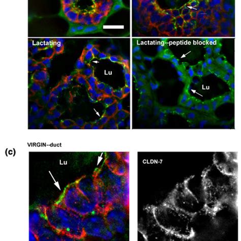 Developmental Expression Of Claudin 7 MRNA In The Murine Mammary Gland