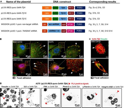 Focal Adhesion Formation In WM1341D And A375 Cells And Effect Of