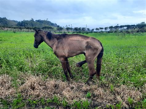 Polícia Ambiental resgata cavalo vítima de maus tratos em Registro SP