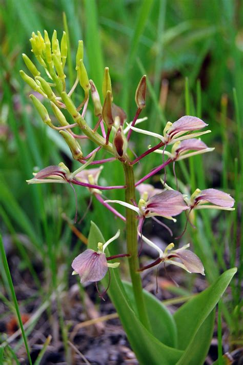 Large Twayblade TVA Worthington Cemetery Small Wild Area Organisms