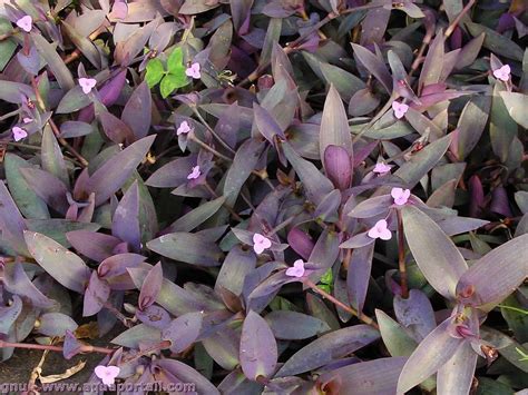 Tradescantia Pallida La Mis Re Pourpre