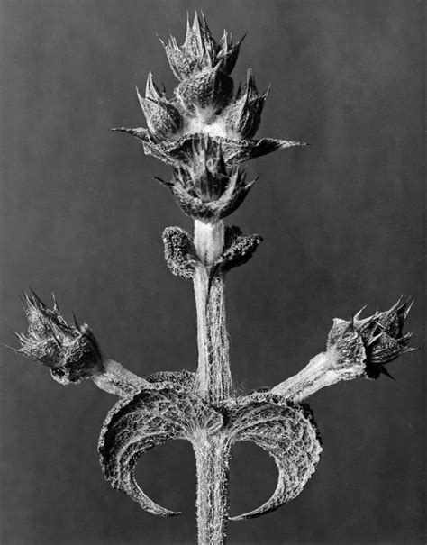 Karl Blossfeldt Art Forms In Nature 18 For Sale At 1stdibs