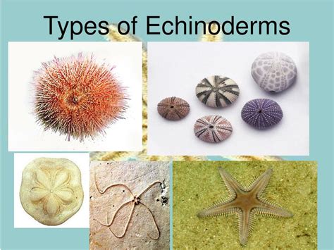 PPT - Echinoderms PowerPoint Presentation, free download - ID:34482