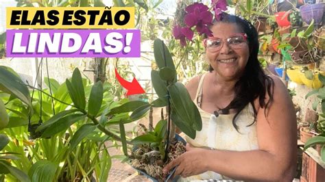 ATUALIZANDO O CULTIVO DAS ORQUÍDEAS DENPHAL YouTube