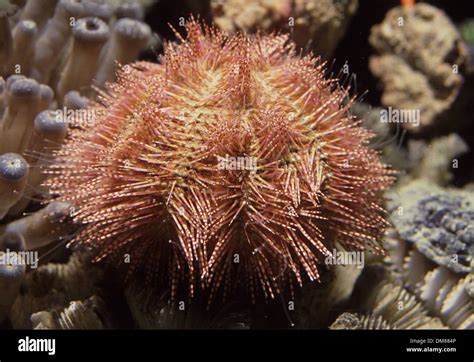 Bell's sea urchin (Salmacis belli Stock Photo - Alamy