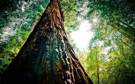 California Redwood Forest Wallpapers 4k Hd California Redwood Forest