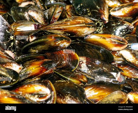 CLAMS Stock Photo - Alamy