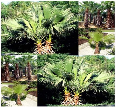 California Fan Palm Seeds Washingtonia filifera AKA