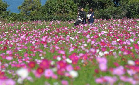 福岡・能古島：50万本のコスモス秋風に揺れる 写真特集13 毎日新聞