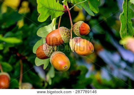 Acorns Fruits On Oak Image & Photo (Free Trial) | Bigstock