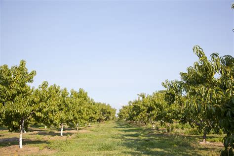 peach.trees | Reyes Farms