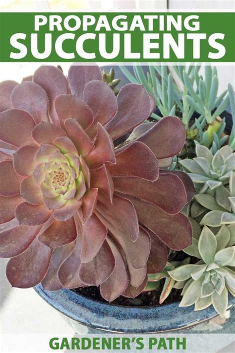 Propagating Succulents In 5 Easy Steps Gardener S Path