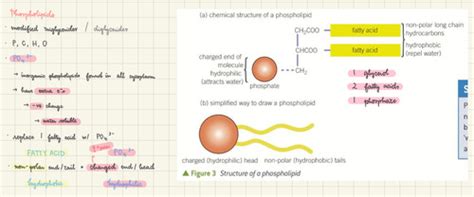 2 3 Biological Molecules Flashcards Quizlet