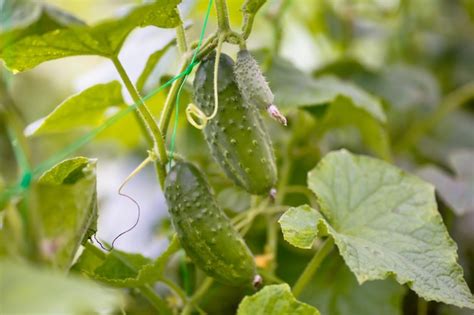 Premium Photo Two Green Ripe Cucumbers On A Bush Among The Leaves