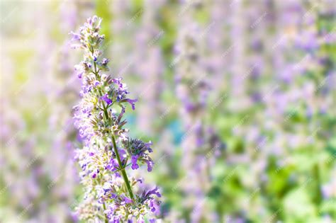 Premium Photo Lilac Flowers Of Catnip Nepeta Faassenii On A Meadow In