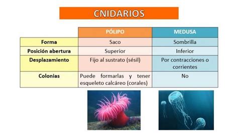 En Grupo De Tres Realicen Un Cuadro Comparativo Con Las Semejanzas