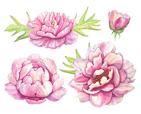 Premium Vector Hand Drawn Pink Peony Buds Watercolor