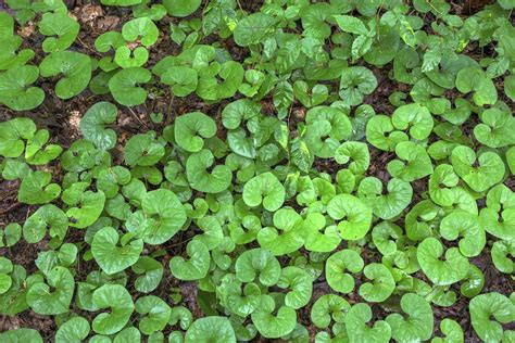 Wild Ginger | Direct Native Plants