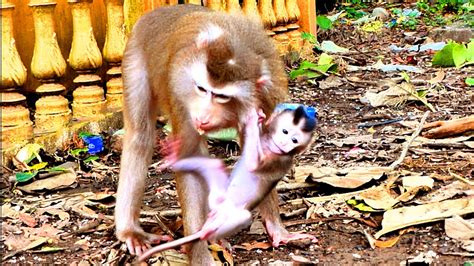 Help Me Baby Monkey SADO Tries To Cling His Head Mom When Mom Walk