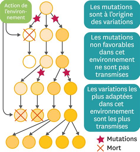 Qu Est Ce Qu Une Th Orie Scientifique Lelivrescolaire Fr